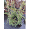 Jałowiec pospolity Oblonga Pendula-Juniperus communis