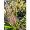 Rozplenica japońska Red Head - Pennisetum alopecuroides