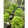 Żywotnik zachodni Danica-Thuja occidentalis
