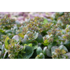 Rozchodnik ogrodowy Globe Pink - Sedum hybridum
