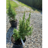 Jałowiec Pinga Loderi-Juniperus pingii