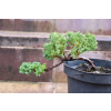 Jałowiec rozesłany Nana - Juniperus procumbens 0018