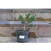 Jałowiec chiński Shimpaku - Juniperus chinensis 0089