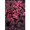Rozchodnik ogrodowy Globe Purple - Sedum hybridum