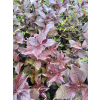 Krzewuszka cudowna Black Ruby-Weigela florida