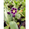Pierwiosnek omszony-Primula pubescens