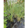 Miskant chiński Silberspinne-Miscanthus sinensis