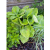 Funkia zielona-Hosta