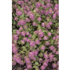 Oregano Kent Beauty - Origanum rotundifolium