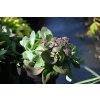 Rozchodnik ogrodowy Globe Yellow - Sedum hybridum
