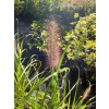Rozplenica japońska Red Head - Pennisetum alopecuroides