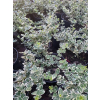 Trzmielina Emerald Gaiety-Euonymus fortunei