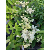 Hortensja bukietowa Dharuma-Hydrangea paniculata