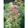 Klon ściętolistny - Acer truncatum