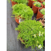Macierzanka wczesna-Thymus praecox Albiflorus