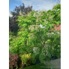 Katalpa zwyczajna-Catalpa bignonioides