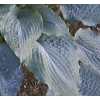 Funkia Diamond Lake - Hosta sieboldiana