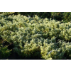 Jałowiec wirginijski Silver Spreader - Juniperus virginiana