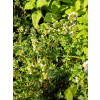 Tymianek pospolity - Thymus vulgaris