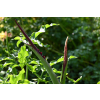 Drakunkulus zwyczajny - Dracunculus vulgaris