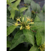 Zadrzewnia płaskoogonkowa Butterfly-Diervilla sessilifolia