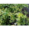 Trzmielina Emerald`n Gold-Euonymus fortunei