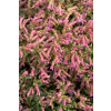 Oregano Bristol Cross - Origanum vulgare