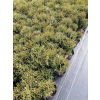 Żywotnik zachodni Hoseri - Thuja occidentalis