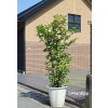 Malina Raspberry Tower - Rubus