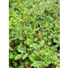 Irga Dammera Major-Cotoneaster dammeri