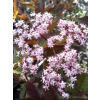 Bez czarny Black Beauty-Sambucus nigra