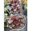 Dąbrówka rozłogowa bordowa-Ajuga reptans