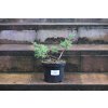 Jalowiec łuskowy Holger - Juniperus squamata 0004