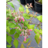 Kolkwicja chińska Rosea-Kolkwitzia amabilis