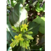 Zadrzewnia Troja Black-Diervilla rivularis