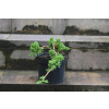 Jałowiec rozesłany Nana - Juniperus procumbens 0023