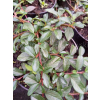 Irga Dammera Major-Cotoneaster dammeri