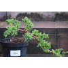 Jałowiec rozesłany Nana - Juniperus procumbens 0024