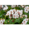 Bodziszek korzeniasty Geranimo White - Geranium macrorrhizum