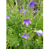 Platykodon niebieski-Platycodon grandiflorus