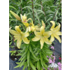 Lilia azjatycka Bright Pixie-Lilium asiatic