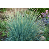 Wydmuchrzyca Magellana - Elymus magellanicuss