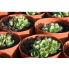 Rozchodnik okazały Meteor - Sedum spectabile