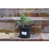 Jalowiec łuskowy Holger - Juniperus squamata 0005