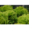Żywotnik zachodni Mirjam - Thuja occidentalis