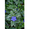 Barwinek większy Variegata - Vinca major Barwinek większy Variegata - Vinca major