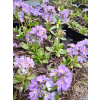 Pierwiosnek ząbkowany-Primula denticulata