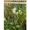 Rozplenica japońska-Pennisetum alopecuroides