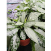 Miodunka Silver Bouquet - Pulmonaria