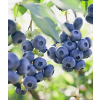 Borówka Sapphire - Vaccinium